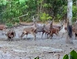 Falta Bee Moos, Rusa fuik nia moris iha Jaco Hahú Ameasa