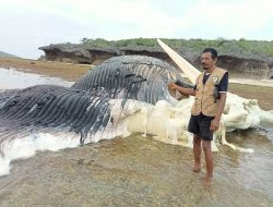 Mate Isin Ikan Baleia Munu sai iha Parte Tasi Ibun Illa Jaco